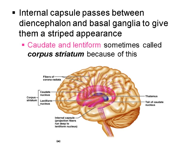 Internal capsule passes between diencephalon and basal ganglia to give them a striped appearance